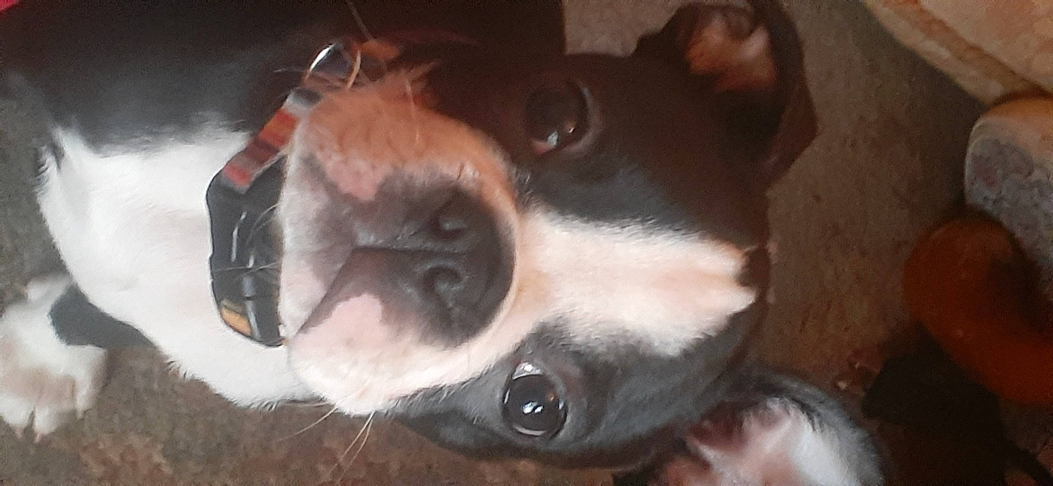 Bonbon joined the competition — help win amazing prizes! carnivore, close_up, collar, companion_dog, dog, dog_breed, ear, fawn, fur, liver, natural_material, non_sporting_group, pet_supply, snout, sporting_group, whiskers, working_animal