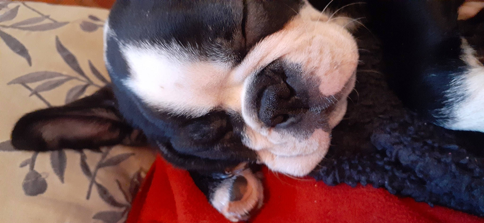 Bonbon joined the competition — help win amazing prizes! bored, bulldog, canidae, carnivore, comfort, companion_dog, dog, dog_breed, ear, fawn, fur, paw, pug, snout, sporting_group, tail, toy_dog, whiskers, working_animal, wrinkle