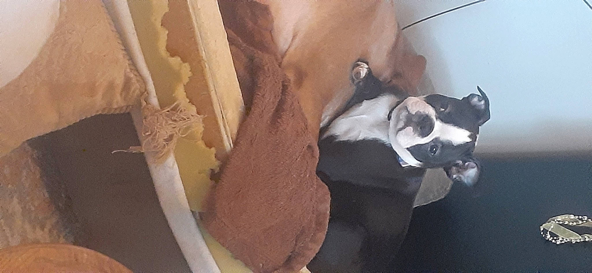 Bonbon is registered to the contest to win money with this photo: boston_terrier, canidae, carnivore, comfort, companion_dog, dog, dog_breed, fawn, flooring, fur, hardwood, non_sporting_group, pattern, plaster, room, sporting_group, tail, whiskers, wood