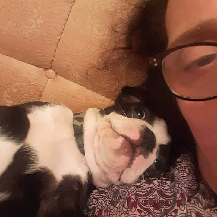 Bonbon joined the competition — help win amazing prizes! carnivore, cloud, comfort, companion_dog, couch, dog, dog_breed, ear, fawn, fur, glasses, happy, nose, paw, puppy_love, sky, snout, vision_care, whiskers, working_animal