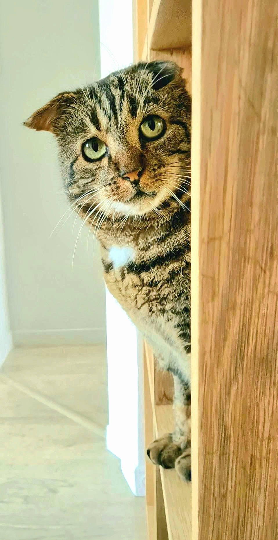 Garfield a rejoint le concours — aidez-le/la à gagner de superbes lots ! carnivore, cat, domestic_short_haired_cat, door, felidae, flooring, fur, hardwood, small_to_medium_sized_cats, snout, tail, terrestrial_animal, whiskers, wildlife, wood