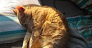 Mystic participe au concours pour gagner de l'argent avec cette photo : abyssinian, animal, bed, bedroom, blanket, cat, chair, couch, cushion, furniture, homedecor, indoors, interiordesign, kitten, manx, person, pet, quilt, room, sleeping