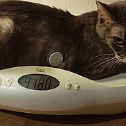 Mistigri participe au concours pour gagner de l'argent avec cette photo : animal, cat, curious, digital_scale, domestic_cat, ears, feline, gray_cat, household, indoor, looking_down, measurement, pet, relaxed, resting, tabby, technology, weighing_scale, whiskers, wood_floor