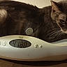 animal, cat, curious, digital_scale, domestic_cat, ears, feline, gray_cat, household, indoor, looking_down, measurement, pet, relaxed, resting, tabby, technology, weighing_scale, whiskers, wood_floor