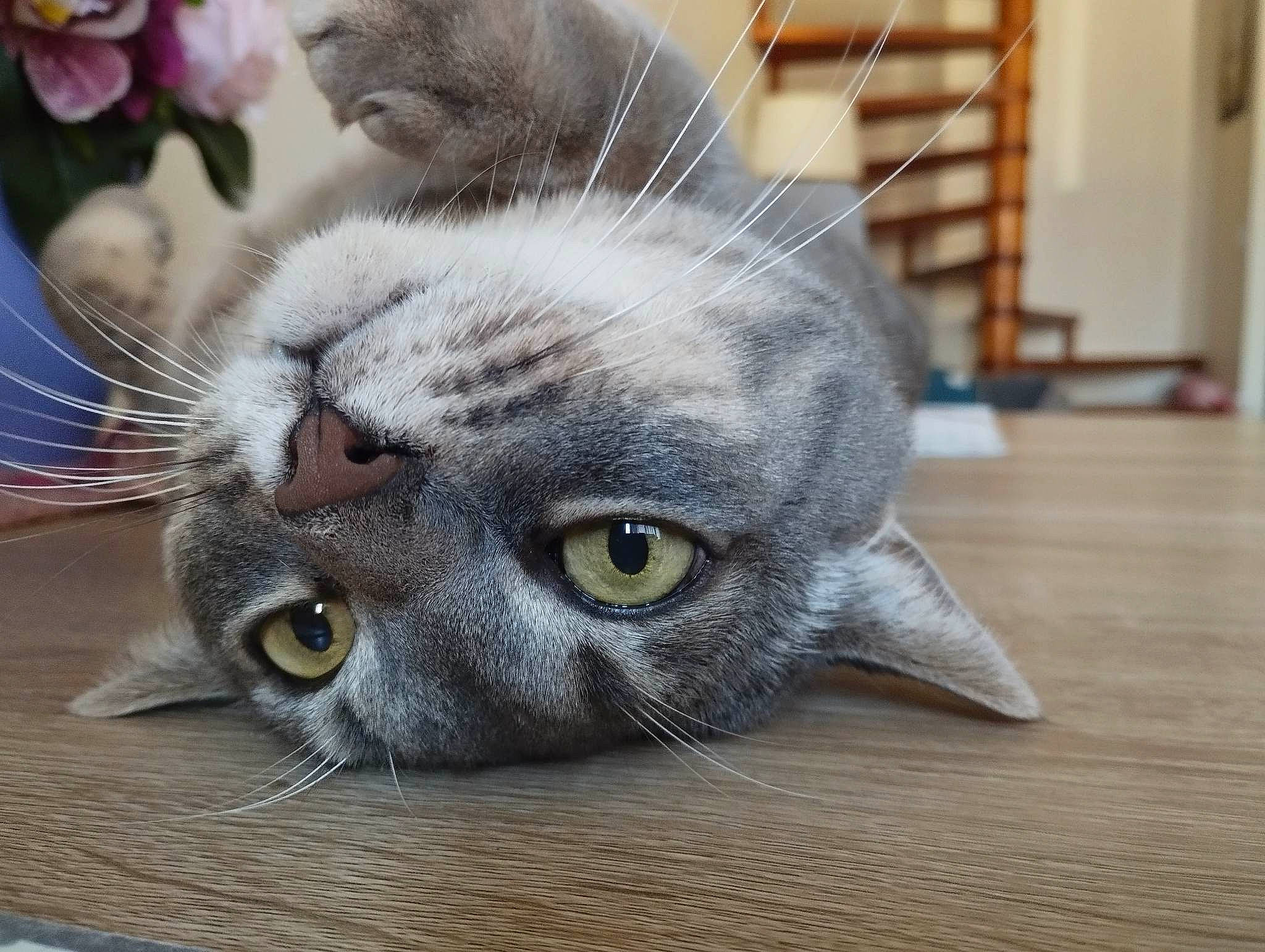 Mistigri participe au concours pour gagner de l'argent avec cette photo : carnivore, cat, domestic_short_haired_cat, felidae, flower, fur, grey, hardwood, paw, plank, plant, russian_blue, small_to_medium_sized_cats, snout, varnish, whiskers, wood