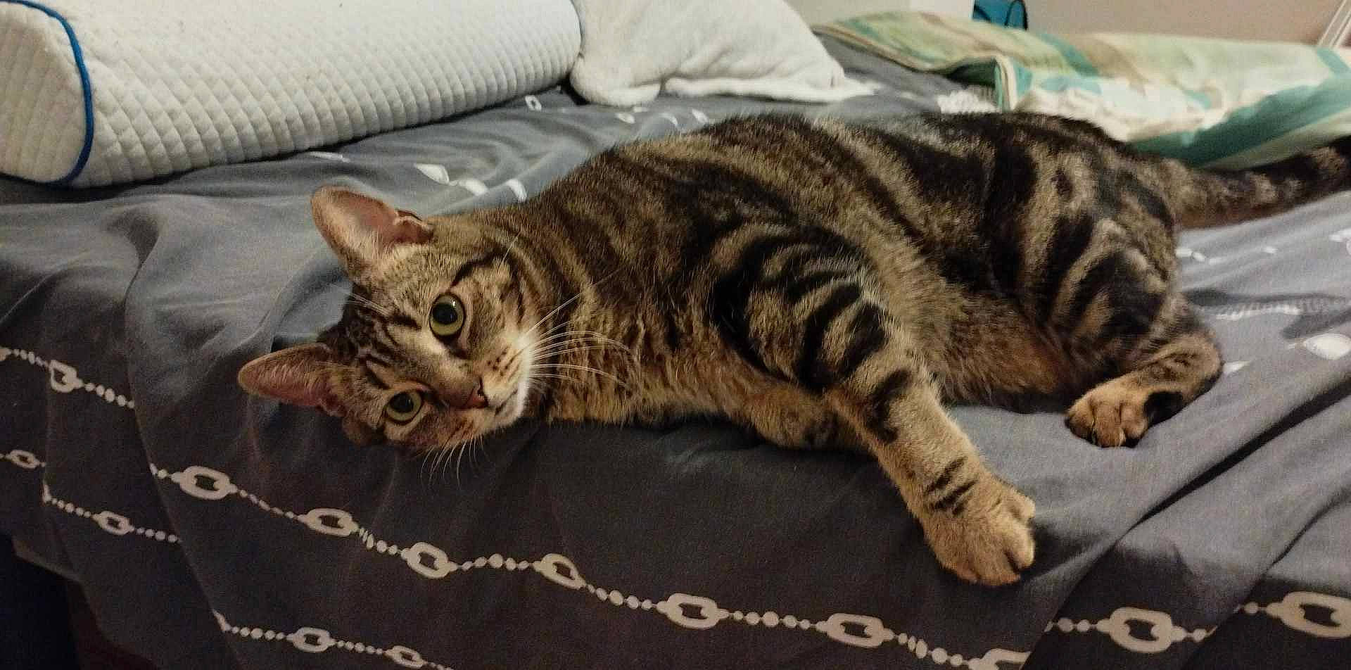 Amalia participe au concours pour gagner de l'argent avec cette photo : carnivore, cat, comfort, domestic_short_haired_cat, event, felidae, fur, nap, pattern, paw, small_to_medium_sized_cats, snout, tail, terrestrial_animal, whiskers