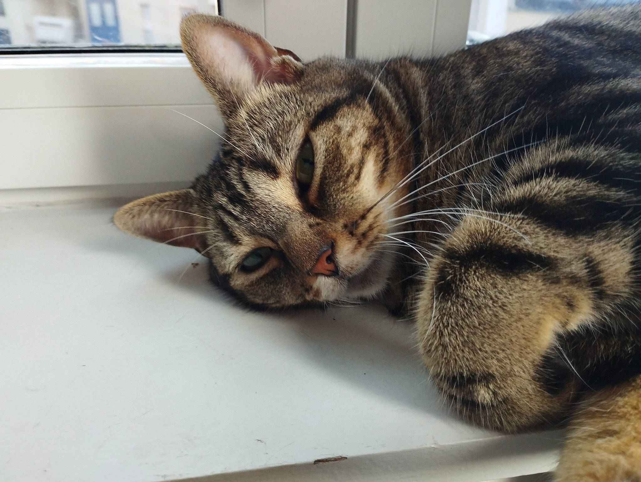 Amalia participe au concours pour gagner de l'argent avec cette photo : carnivore, cat, cat_supply, claw, comfort, domestic_short_haired_cat, felidae, fur, nap, paw, small_to_medium_sized_cats, snout, tail, whiskers