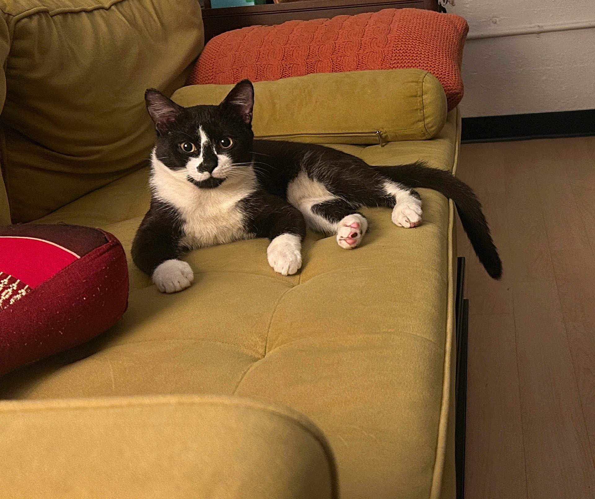 Cortado joined the competition — help win amazing prizes! cat, black_and_white_cat, feline, pet, indoor, couch, sofa, pillow, knitted_pillow, red_pet_bed, fur, whiskers, relaxed, looking_at_camera, wooden_floor, tail, paw, domestic_animal, comfortable, living_room
