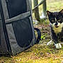 Cortado joined the competition — help win amazing prizes! cat, black_and_white, outdoor, leash, pet_carrier, grass, moss, curious, animal, nature, ground, feline, whiskers, ears, yellow_eyes, playful, small, pet, exploring, tongue_out