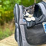Cortado joined the competition — help win amazing prizes! cat, tuxedo_cat, pet_carrier, mesh, paws, outdoor, greenery, wooden_surface, curious, animal, pet, closeup, side_view, black_and_white, fur, ears, whiskers, eyes, zipper, fabric