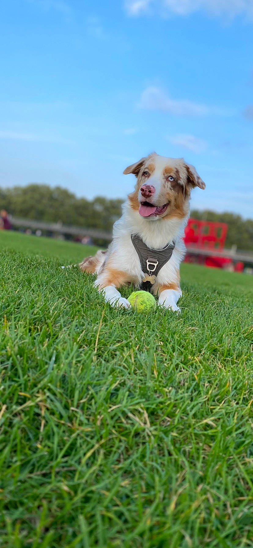 Saly a rejoint le concours — aidez-le/la à gagner de superbes lots ! canidae, carnivore, cloud, companion_dog, dog, dog_breed, fawn, fun, grass, grassland, lawn, people_in_nature, plant, recreation, sky, snout, sporting_group, tail, toy, tree