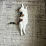 Diamond joined the competition — help win amazing prizes! cat, calico, lying_down, relaxed, indoor, carpet, patterned_rug, floor, pet, animal, feline, white, brown, black, tail, fur, home, resting, cute, comfortable