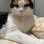 Diamond joined the competition — help win amazing prizes! cat, calico, close_up, fur, pet, animal, whiskers, bedspread, indoor, relaxed, cute, white_fur, orange_fur, black_fur, paw, resting, muzzle, ears, cute_pet, domestic_cat