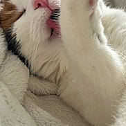 Diamond joined the competition — help win amazing prizes! cat, close_up, white_fur, pink_nose, paw, licking, sleepy, cozy, blanket, soft_texture, pet, animal, whiskers, cute, feline, resting, indoor, fur, face, relaxed