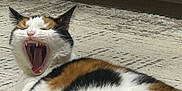 Diamond joined the competition — help win amazing prizes! cat, calico, yawning, teeth, fur, animal, pet, indoor, relaxed, mouth_open, whiskers, ears, feline, laying_down, texture, floor, cabinet, closeup, mammal, cute