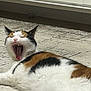 cat, calico, yawning, teeth, fur, animal, pet, indoor, relaxed, mouth_open, whiskers, ears, feline, laying_down, texture, floor, cabinet, closeup, mammal, cute