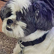 Rocky joined the competition — help win amazing prizes! animal, attention, black_and_white, canine, carpet, closeup, collar, companion, cute, dog, domestic, fluffy, fur, indoor, mammal, pet, portrait, side_view, sitting, tag