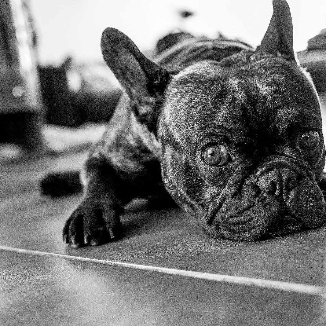Preston participe au concours pour gagner de l'argent avec cette photo : animal, black_and_white, canine, close_up, companionship, dog, ears, expression, floor, french_bulldog, home, indoor, laying_down, looking, paw, pet, portrait, relaxed, snout, tile