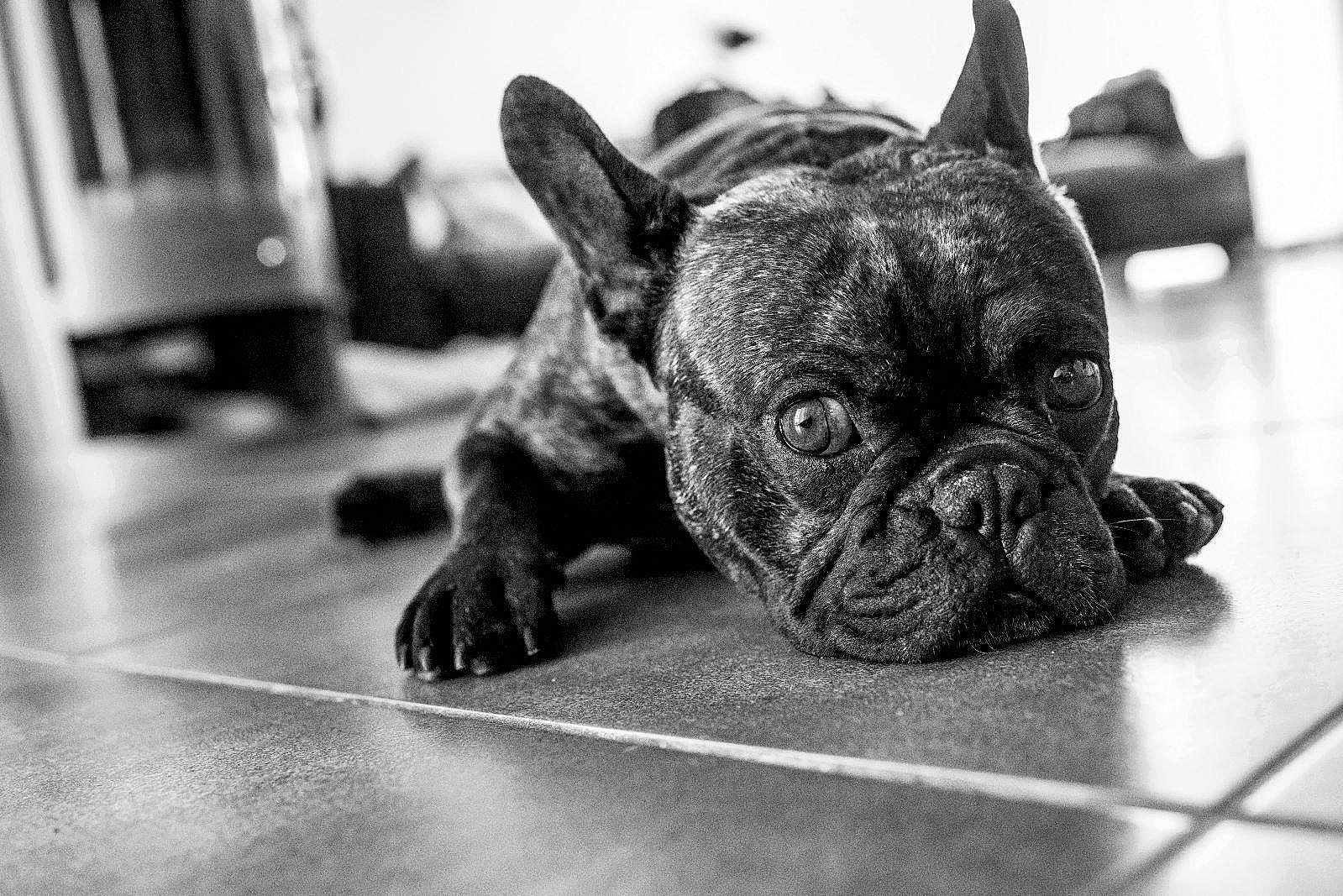 Preston participe au concours pour gagner de l'argent avec cette photo : dog, french_bulldog, pet, animal, black_and_white, floor, tile, indoor, close_up, portrait, laying_down, ears, snout, paw, looking, expression, canine, companionship, home, relaxed