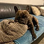 dog, french_bulldog, pet, couch, blanket, fur, paw, indoor, relaxed, resting, animal, brown, wrinkles, ears, nose, closeup, texture, soft, home, furniture