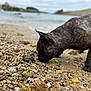 Preston participe au concours pour gagner de l'argent avec cette photo : dog, brindle, beach, pebbles, crab, sand, water, shoreline, nature, outdoor, animal, curious, pet, sniffing, closeup, exploration, sky, cloudy, coast, wildlife