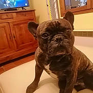 Preston a rejoint le concours — aidez-le/la à gagner de superbes lots ! dog, french_bulldog, brindle, pet, indoor, living_room, couch, wooden_furniture, television, window, curtains, floor, home, animal, canine, mammal, sitting, portrait, companion, cute