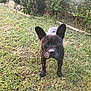 dog, french_bulldog, grass, outdoor, pet, animal, nature, greenery, small_dog, sunlight, garden, canine, cute, standing, ears, fur, snout, closed_eyes, plants, yard