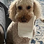dog, toilet_paper, indoor, carpet, curly_fur, pet, animal, cute, sitting, brown_nose, fur, domestic_animal, living_room, closeup, portrait, household, mammal, companion, curious, soft_light