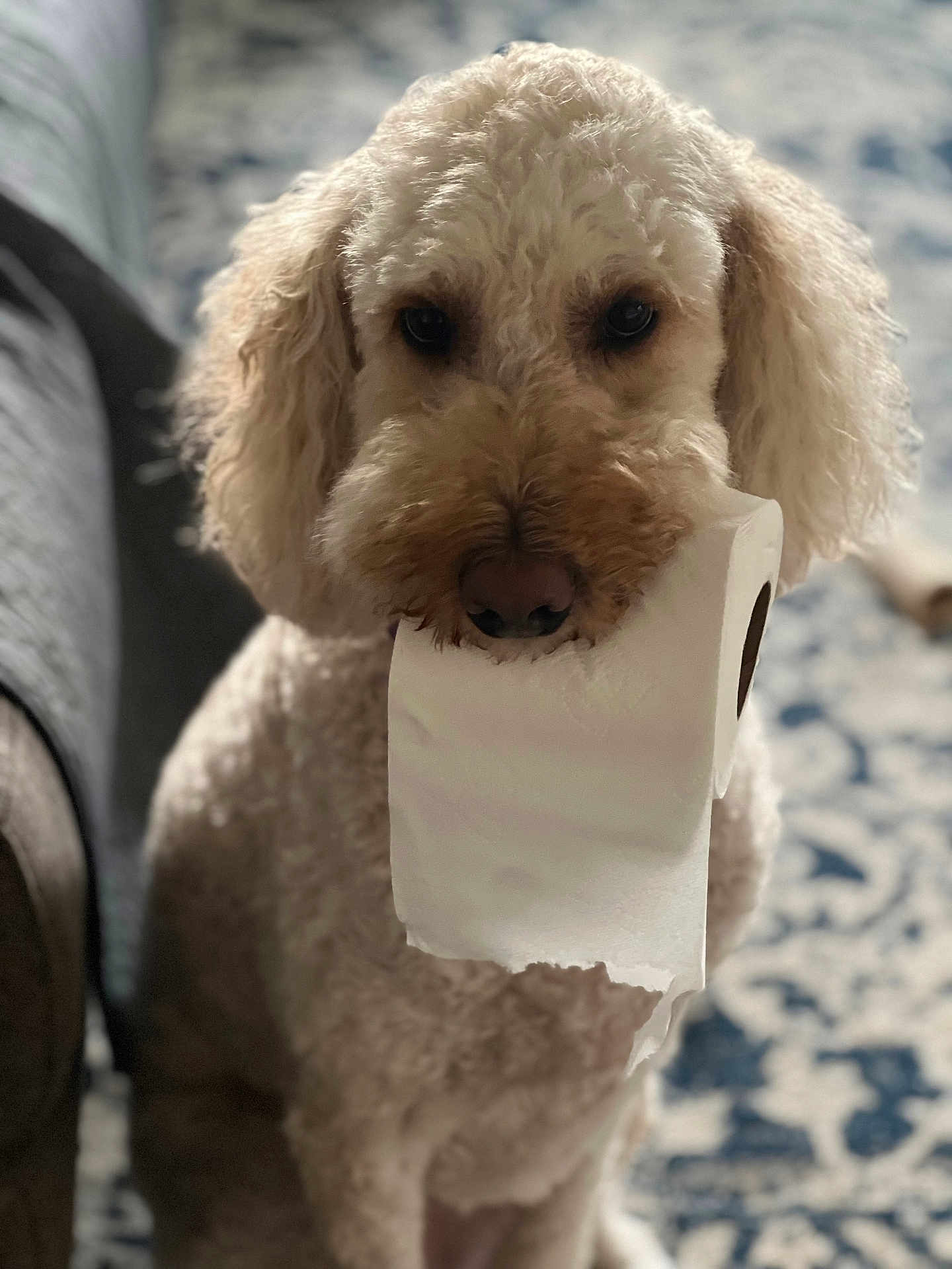 Luna Marie is registered to the contest to win money with this photo: dog, toilet_paper, indoor, carpet, curly_fur, pet, animal, cute, sitting, brown_nose, fur, domestic_animal, living_room, closeup, portrait, household, mammal, companion, curious, soft_light