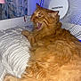 cat, orange_cat, fluffy, yawning, pillow, bed, curtain, fan, indoor, pet, feline, relaxed, resting, white, textured, fur, domestic_animal, cozy, sleepy, home