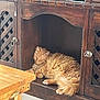 cat, orange_cat, sleeping, wooden_cabinet, furniture, indoor, cozy, pet, fur, tail, relaxing, home, resting, paw, closed_eyes, wood, shelf, quiet, domestic_animal, cute
