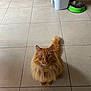 cat, orange_cat, fluffy_fur, pet_tag, green_eyes, tail, tiled_floor, indoor, pet_bowl, trash_bin, curious, looking_up, feline, domestic_animal, animal, fur, whiskers, ears, mammal, cute