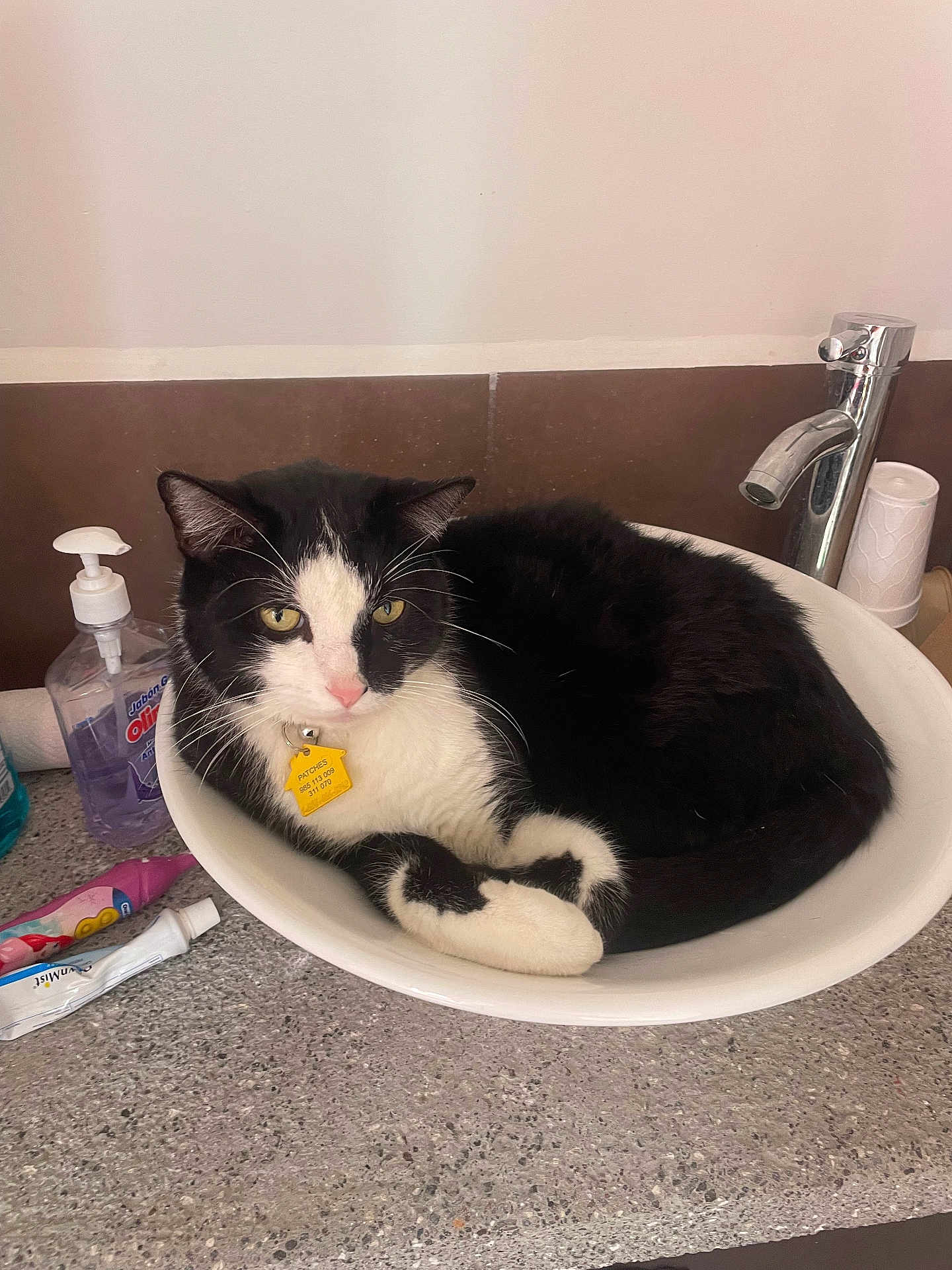 Patches is registered to the contest to win money with this photo: cat, tuxedo_cat, sink, bathroom, countertop, faucet, soap_dispenser, toothpaste, relaxed, pet, animal, domestic_animal, whiskers, black_and_white, curled_up, indoor, household, fur, cute, resting