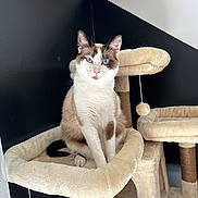 Kyubi a rejoint le concours — aidez-le/la à gagner de superbes lots ! cat, blue_eyes, plush_cat_tree, beige, black_wall, white_wall, indoor, pet, feline, cute, sitting, fur, animal, whiskers, ears, nose, playful, toy_ball, house_pet, relaxed