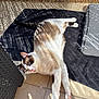 Kyubi participe au concours pour gagner de l'argent avec cette photo : cat, feline, pet, animal, stretching, sunlight, shadow, mat, floor, tile, relaxing, resting, indoor, brown, white, paw, ear, whisker, nose, tail