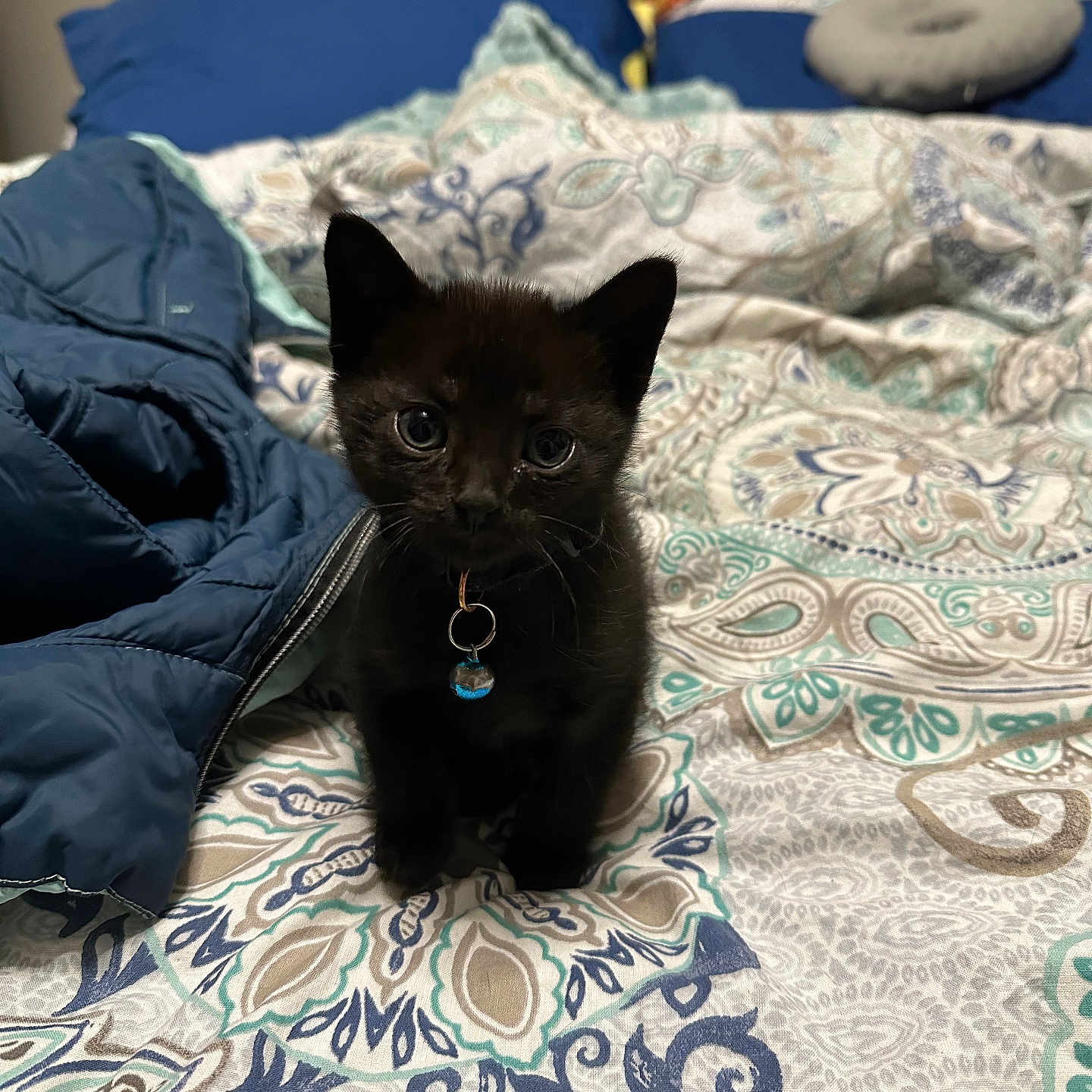 Mochi joined the competition — help win amazing prizes! animal, bed, bedroom, blackcat, blanket, cat, clothing, coat, couch, cushion, furniture, homedecor, hoodie, indoors, jacket, kitten, manx, pet, quilt, room