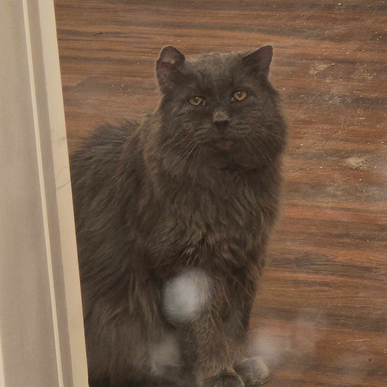 Mr Bear