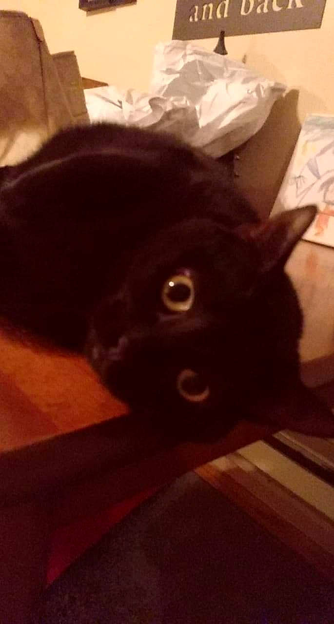 Gina is registered to the contest to win money with this photo: black_cat, carnivore, cat, claw, comfort, domestic_short_haired_cat, ear, felidae, flooring, fur, hardwood, paw, small_to_medium_sized_cats, snout, square, tail, tints_and_shades, whiskers, wood