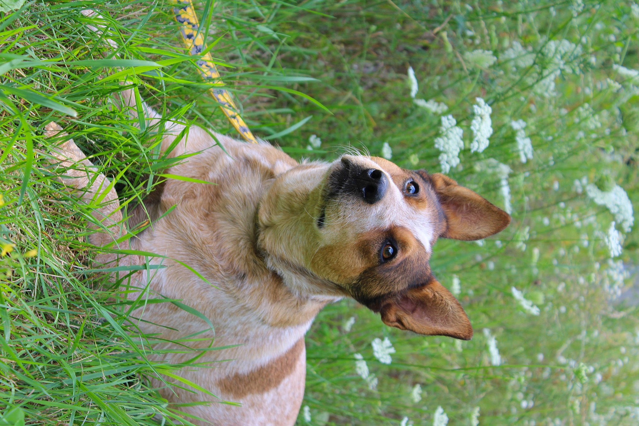 Dahlia is registered to the contest to win money with this photo: australian_cattle_dog, canidae, canis, carnivore, companion_dog, dog, dog_breed, fawn, grass, guard_dog, hunting_dog, plant, snout, sporting_group, terrestrial_animal, water, whiskers, wildlife, working_animal, working_dog