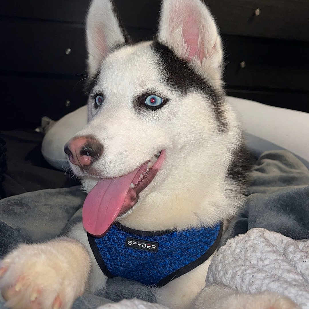 Siris is registered to the contest to win money with this photo: animal, bed, blanket, blue_eyes, companion, cozy, cute, dog, ears, fur, happy, harness, indoors, nose, paws, pet, puppy, relaxed, siberian_husky, tongue_out