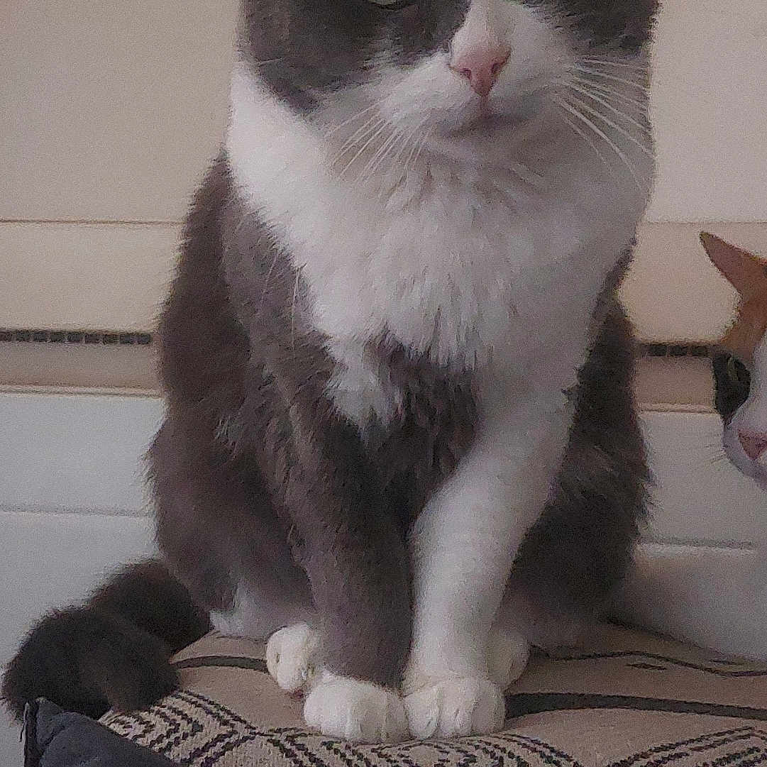 Chachou a rejoint le concours — aidez-le/la à gagner de superbes lots ! abyssinian, angora, animal, architecture, armchair, building, cat, chair, couch, cushion, egyptiancat, furniture, homedecor, indoors, kitten, livingroom, manx, pet, room, siamese