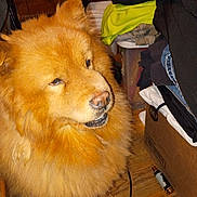 Raja joined the competition — help win amazing prizes! animal, box, brown_fur, canine, chow_chow, clothes, cluttered_room, companion, cute, dog, domestic_dog, fluffy, fur, furniture, household, indoor, mammal, pet, portrait, wooden_floor