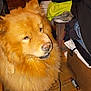 animal, box, brown_fur, canine, chow_chow, clothes, cluttered_room, companion, cute, dog, domestic_dog, fluffy, fur, furniture, household, indoor, mammal, pet, portrait, wooden_floor