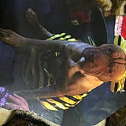 Scrappydo joined the competition — help win amazing prizes! feeder_fish, fin, fish, marine_biology, personal_protective_equipment, plant, tail, underwater, working_animal