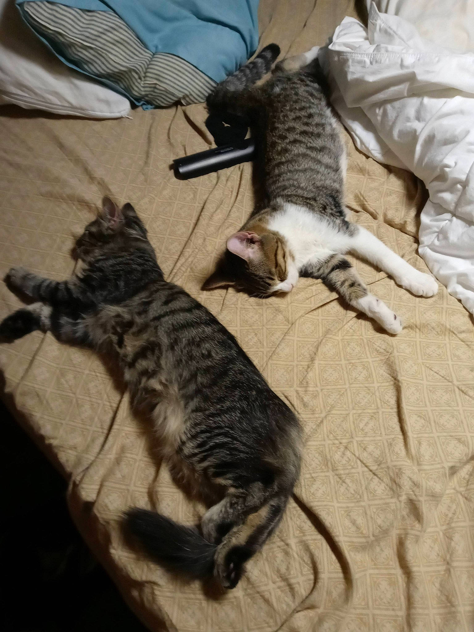 Romero joined the competition — help win amazing prizes! carnivore, cat, claw, comfort, dog_breed, domestic_short_haired_cat, felidae, fur, mammal, paw, sand, small_to_medium_sized_cats, tail, vertebrate, whiskers