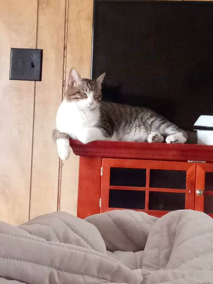 Romero joined the competition — help win amazing prizes! carnivore, cat, comfort, couch, domestic_short_haired_cat, fawn, felidae, fur, grey, paw, rectangle, room, sitting, small_to_medium_sized_cats, snout, tail, whiskers, white, window, wood