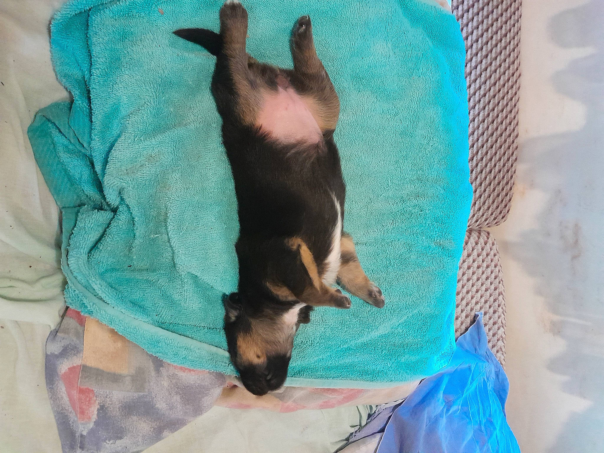 Roxie a rejoint le concours — aidez-le/la à gagner de superbes lots ! azure, canidae, carnivore, comfort, companion_dog, dog, dog_breed, dog_supply, fawn, felidae, linens, paw, pinscher, prazsky_krysarik, small_to_medium_sized_cats, snout, sporting_group, toy_dog, whiskers, working_animal