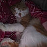 Prince is registered to the contest to win money with this photo: animal, blanket, cat, comfortable, cozy, cute, domestic, feline, fluffy, fur, indoor, nap, orange_and_white, paw, pet, relaxed, resting, sleeping, soft, whiskers