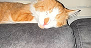 Prince joined the competition — help win amazing prizes! animal, cat, couch, cozy, cute, domestic_animal, fur, furniture, home, indoor, living_room, orange_cat, pet, relaxed, resting, sleeping, wall, white_cat, window, wood