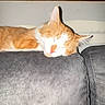 animal, cat, couch, cozy, cute, domestic_animal, fur, furniture, home, indoor, living_room, orange_cat, pet, relaxed, resting, sleeping, wall, white_cat, window, wood